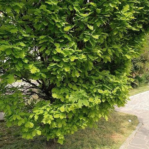Giardino del Sole — Garden in Outer Florence · Florence