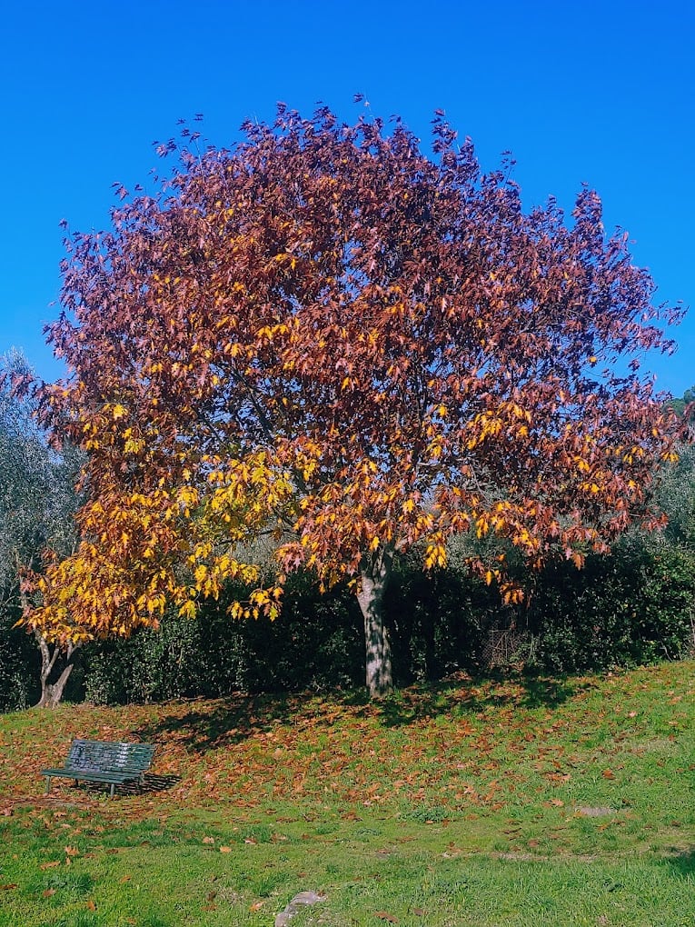Giardinetto di Arno — Garden in Outer Florence, Florence