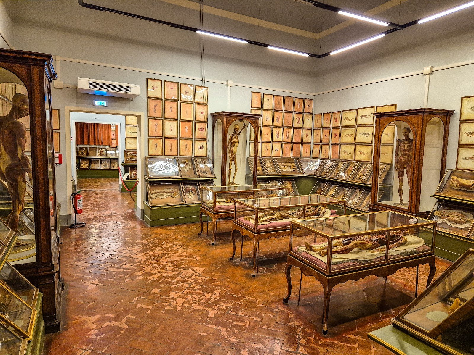 Museum of Natural History, La Specola — Museum in Oltrarno, Florence