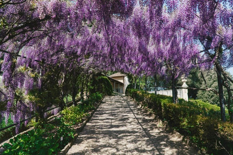 Villa Bardini — Museum in Oltrarno · Florence