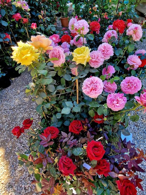 Giardino dell'Orticoltura — Garden in Outer Florence · Florence
