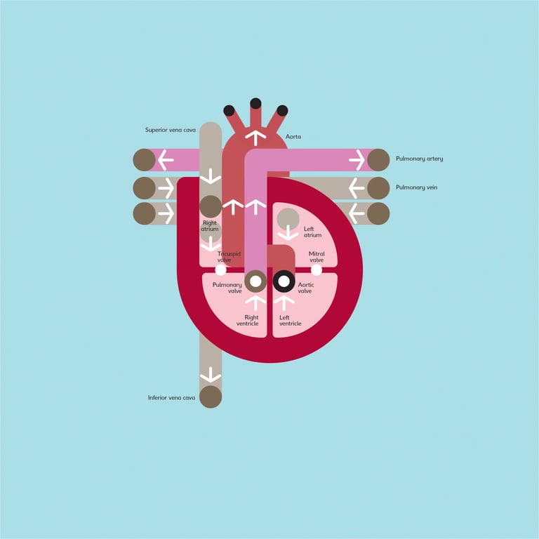 Peter Grundy Heart Diagram / Big Picture Press
