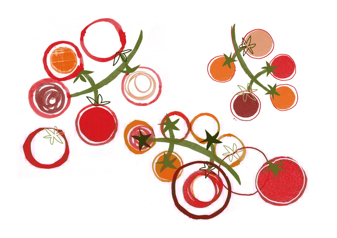 Catherine Aguilar Tomatoes