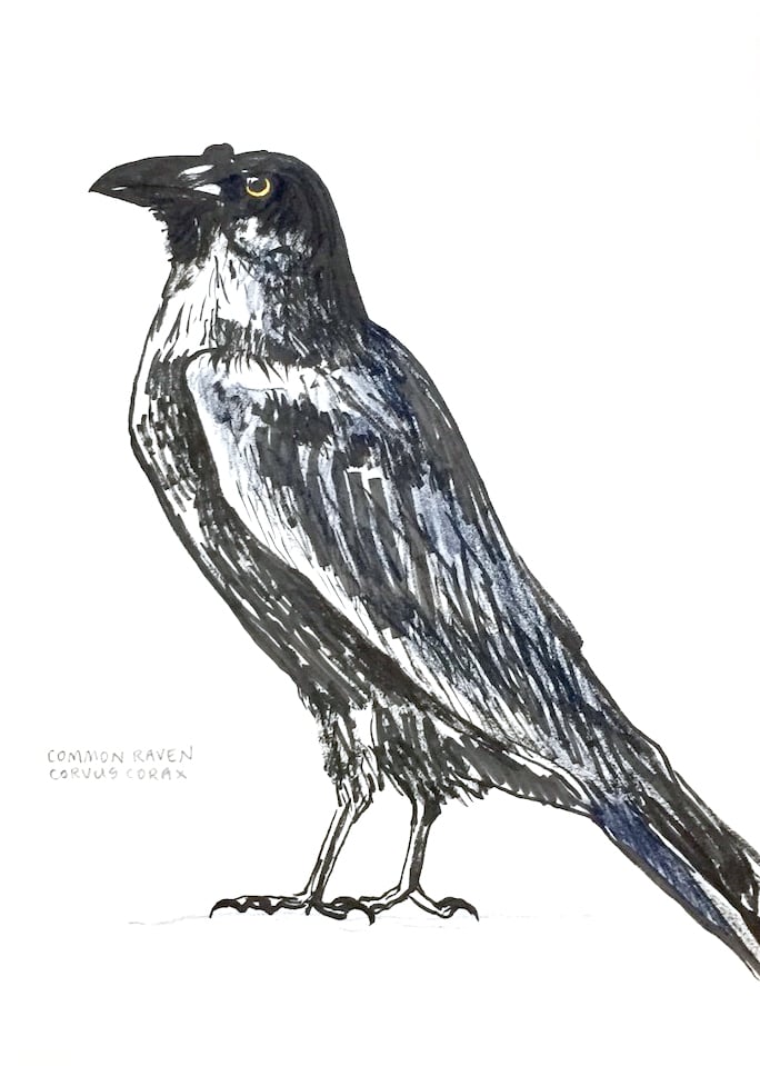 Alice Wood Corvus Corax: Common Raven