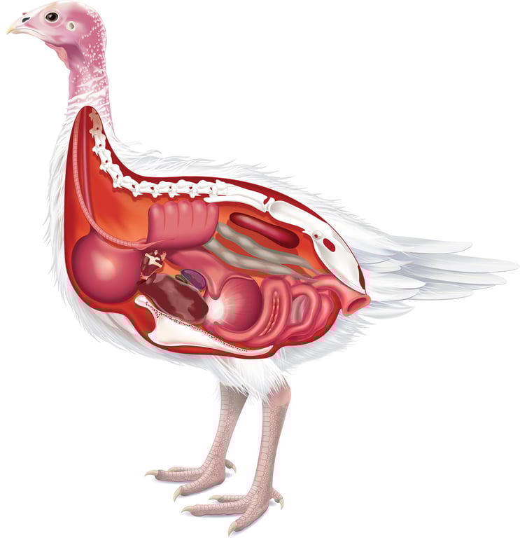 Ron Wilson Turkey cutaway