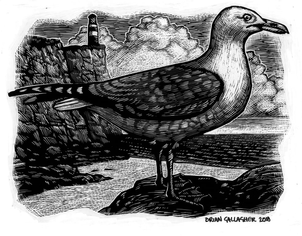 Brian Gallagher Herring Gull