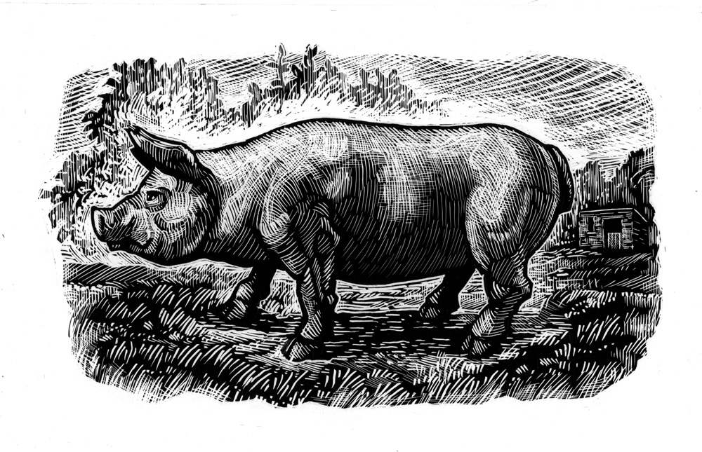 Brian Gallagher Pig