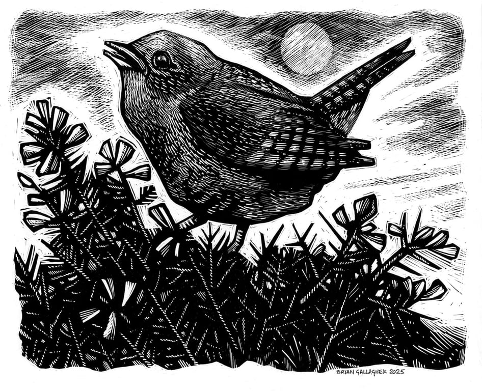Brian Gallagher The Wren