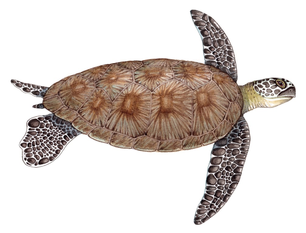 Lizzie Harper Green sea turtle Chelonia mydas