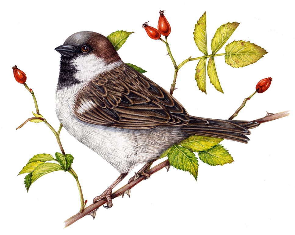 Lizzie Harper House sparrow Passer domesticus by Lizzie Harper Botanical Natural History illustrator