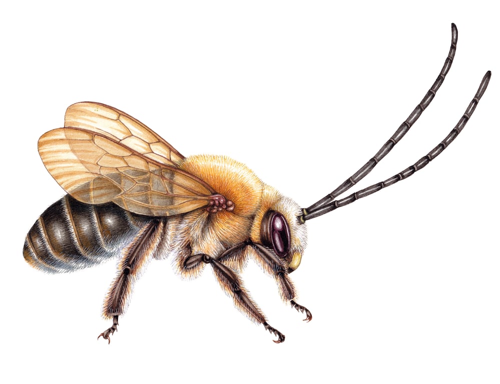 Lizzie Harper Long-horned bee Eucera longicornis