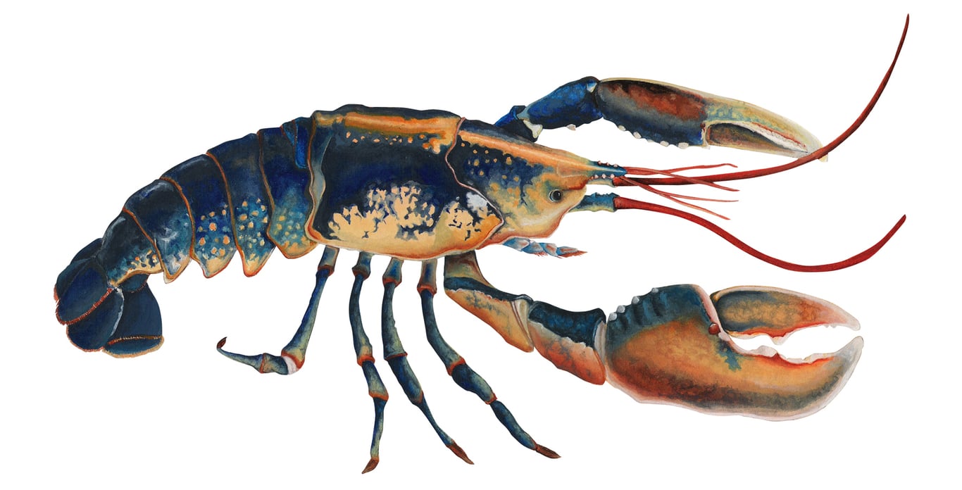 Abigail Lingford Homarus gammarus