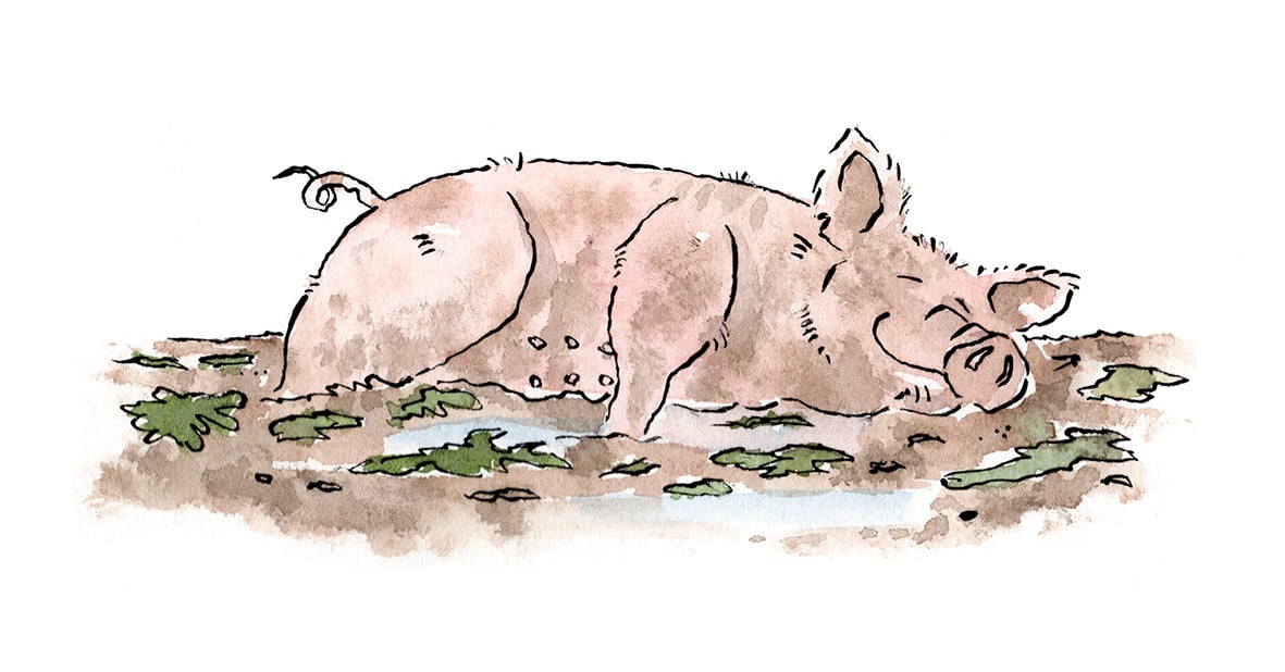 Rob Page B.A (hons) Design, M.A Illustration Pig In The Mud