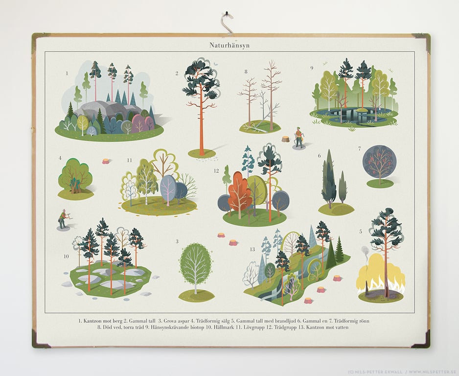 Our Whimsical World - Curated by DK Children's Publishing Sveaskog – sustainable forestry illustration. Forest inventory and valuable environments; what trees to leave in a felling; tree zones facing mountains, old pine trees, thick aspen, tree shaped sallow, fire damaged trees, old junipers, tree shaped rowans, dead wood, valuable biotopes like marshlands, trees on rocky land, leafy tree groups, special tree groups and tree zones facing water.
