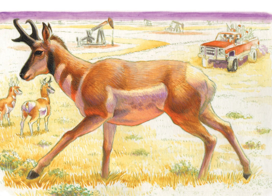 Jeff Crosby Pronghorn Antelope