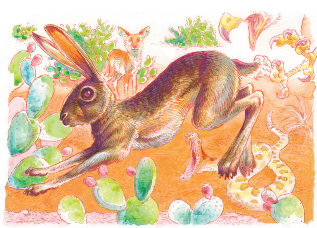 Jeff Crosby Jack Rabbit