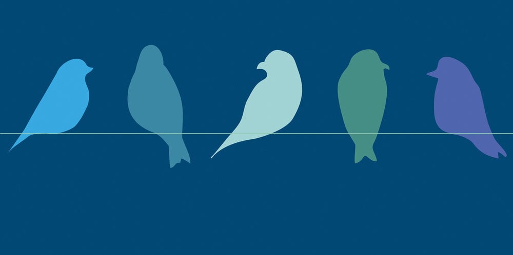Alexandra Woods Birds on a wire