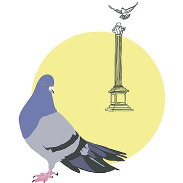 Alexandra Woods Pigeon Life