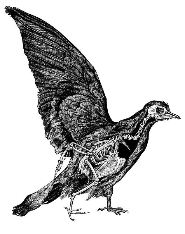 Jennifer N. R. Smith | WonderTheory Pigeon Skeleton