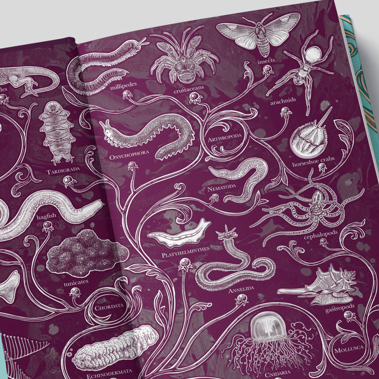 Jennifer N. R. Smith | WonderTheory Modern Bestiary End Papers