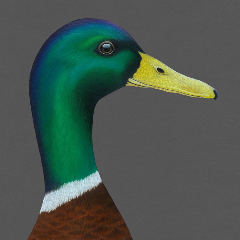 Mat Williams Duck