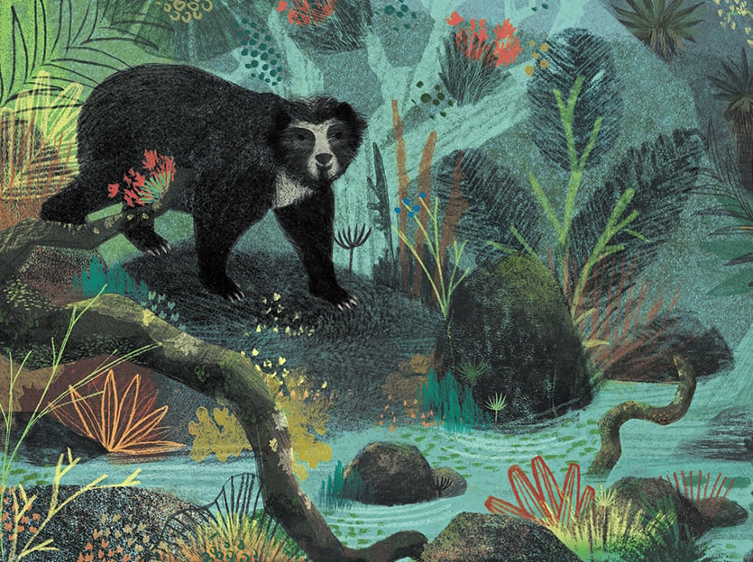 Catalina Carvajal Andean Bear, Spirit Animal