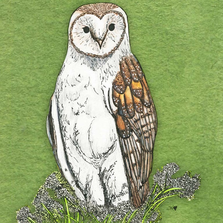 Sara Neves Barn owl