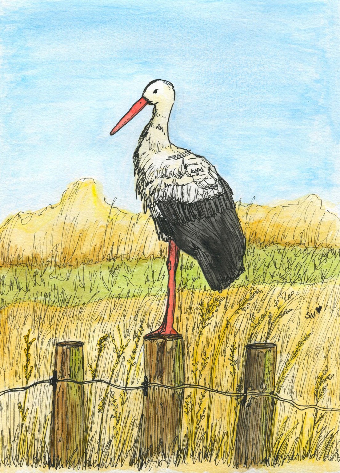 Sara Neves Stork