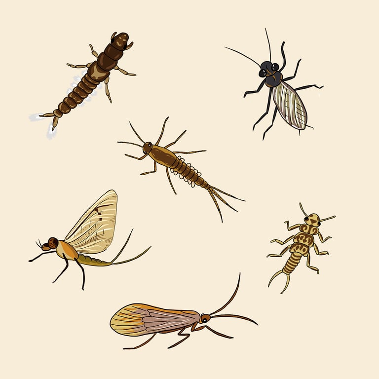 Arry Cain Invertebrate spot illustrations