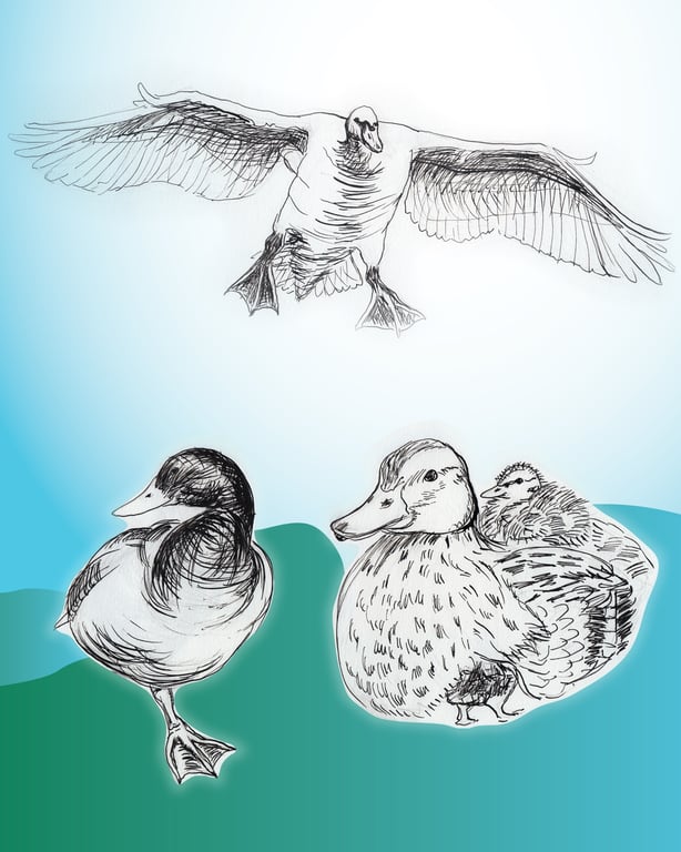 Barbara Vasic WATER BIRDS