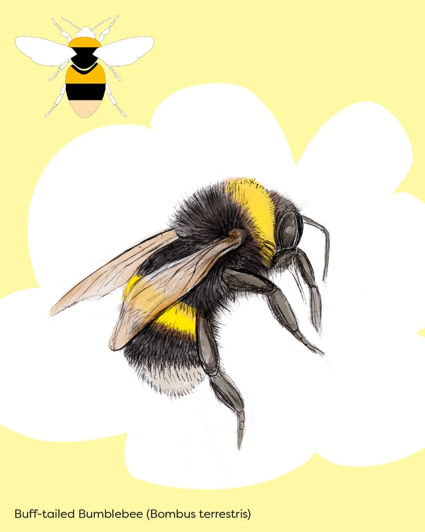 Barbara Vasic BUBMBLEBEES