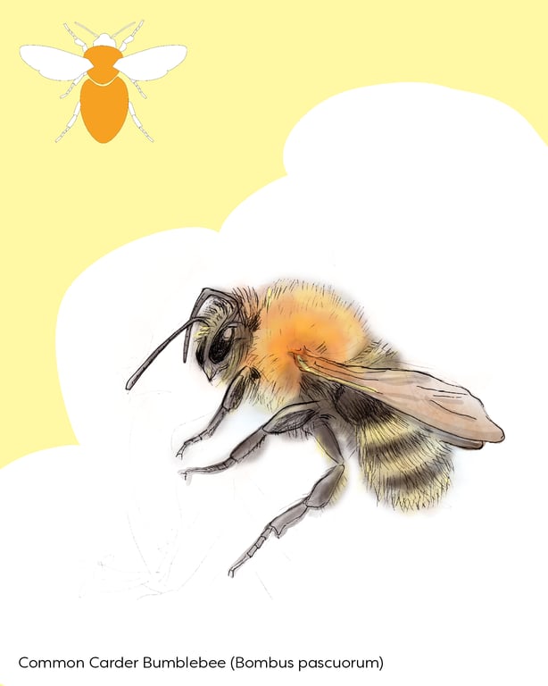 Barbara Vasic BUBMBLEBEES