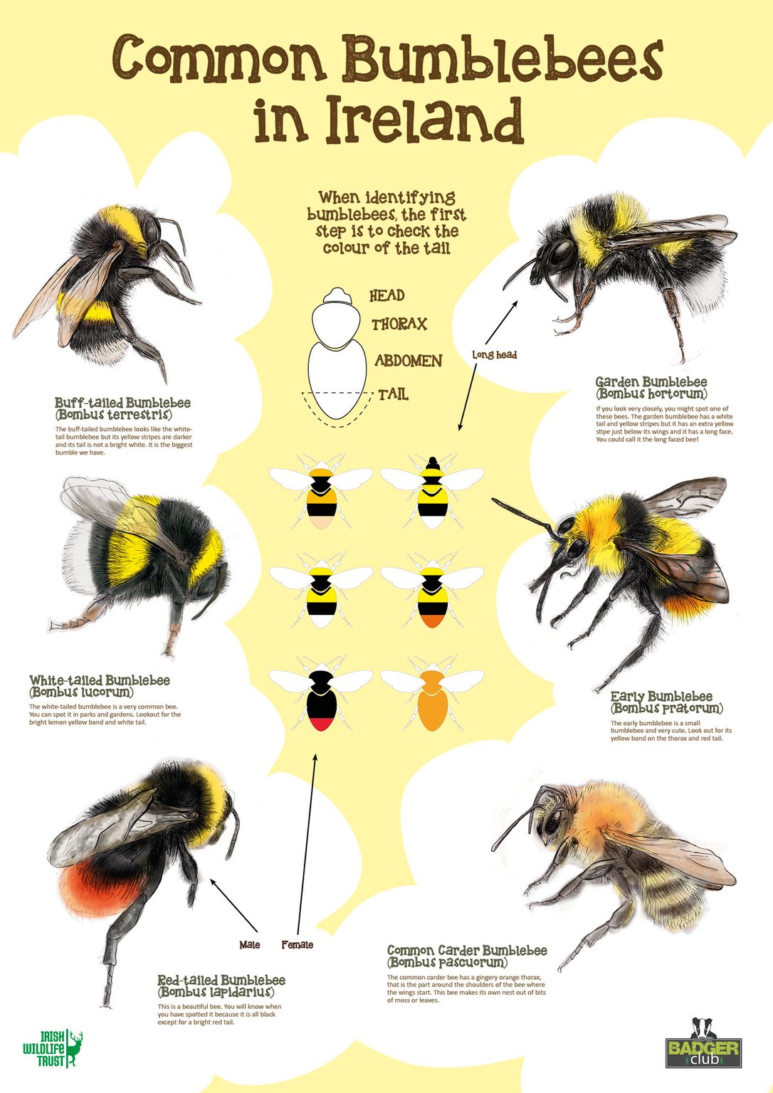 Barbara Vasic COMMON BUMBLEBEES OD IRELAND POSTER