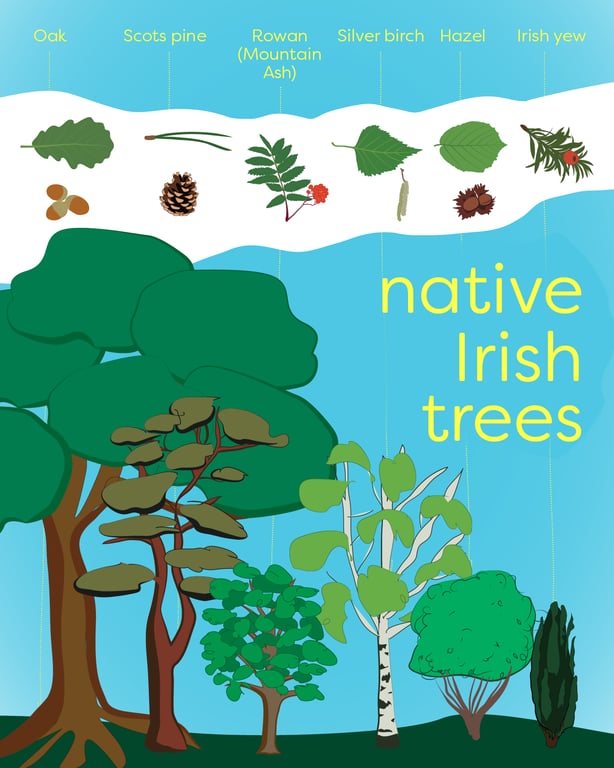 Barbara Vasic IRISH NATIVE TREES