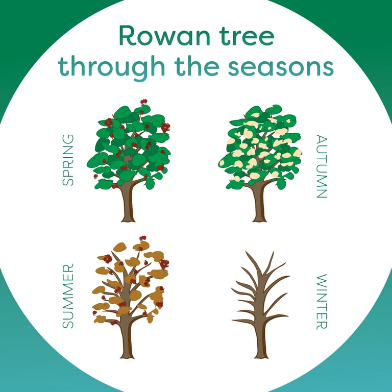 Barbara Vasic ROWAN TREE THROUGH THE SEASONS
