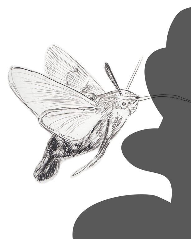 Barbara Vasic HUMMINGBIRD MOTH