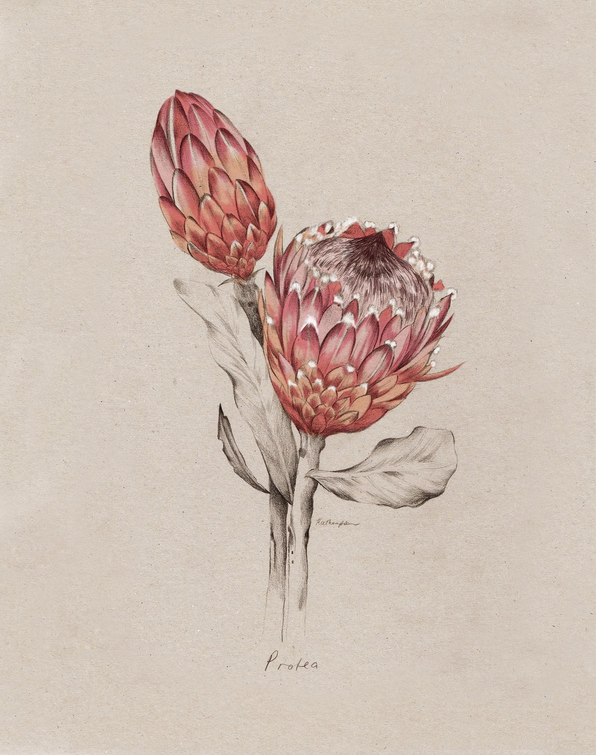 Kelly Thompson Protea NZ Home and Garden Magazine