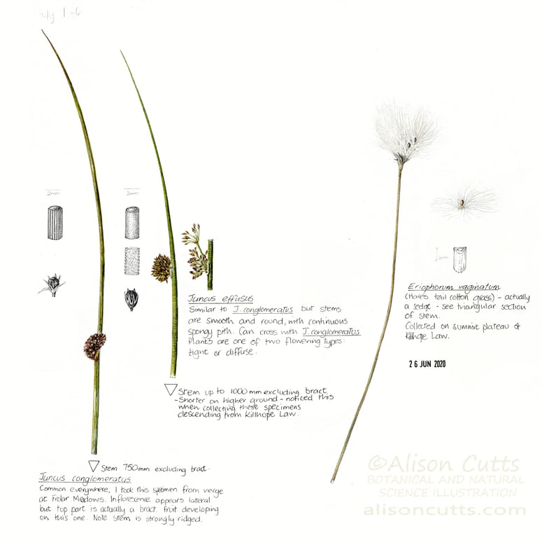 Alison Cutts juncus and cotton grass