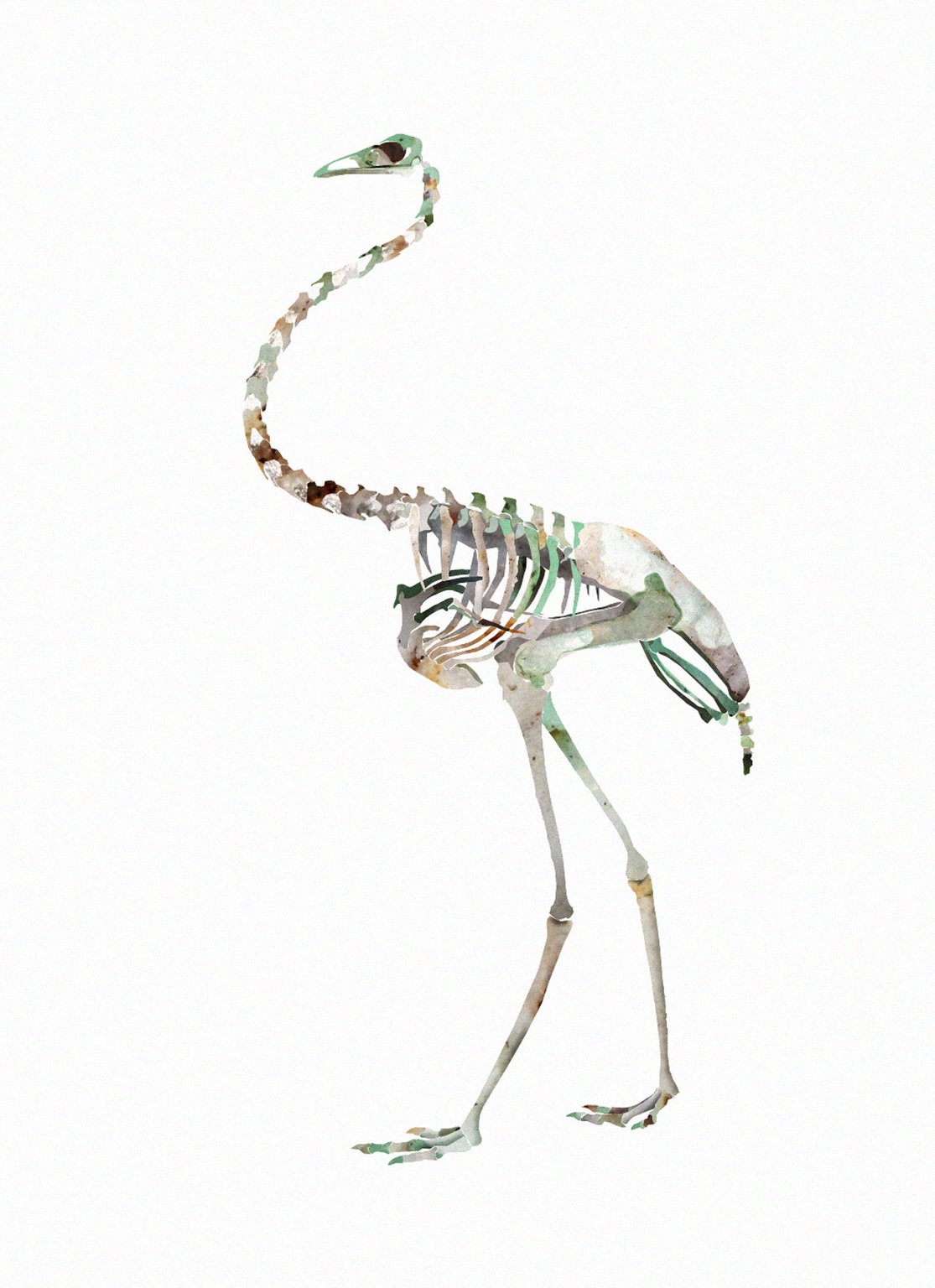 Xavier Segers Birds and Bones