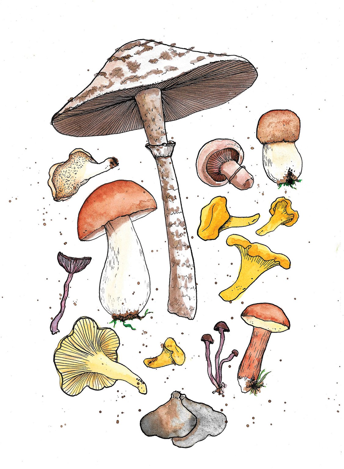 Delphine Jones mushrooms web