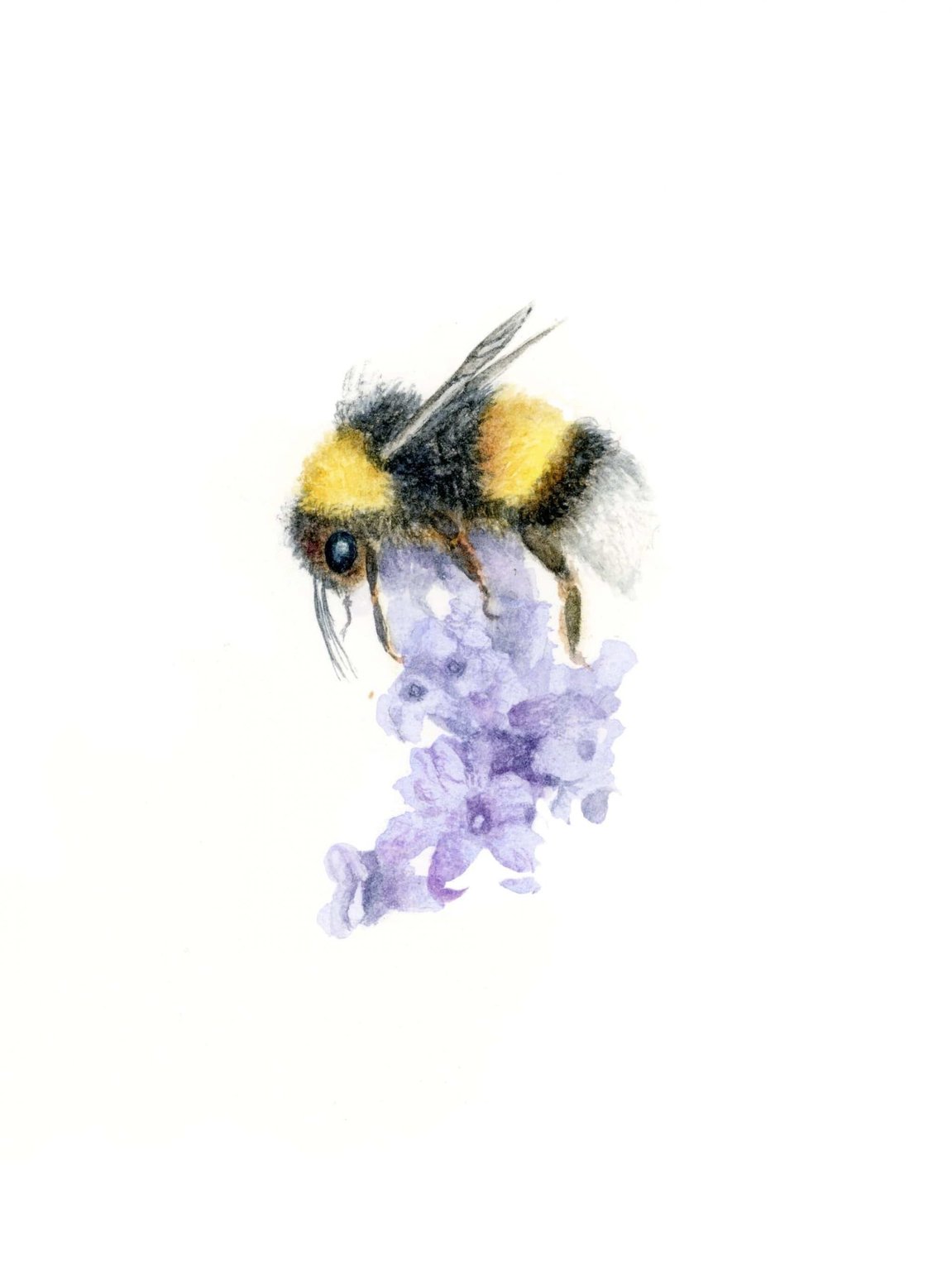 S C Garcia Lavender Honey