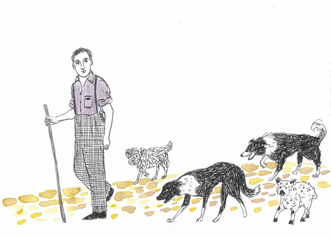 Alexandra Shaw Farmer, dogs and lamb-2