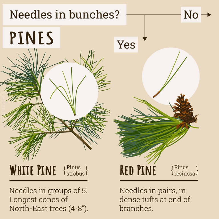 Ethan Roos Pine Identification