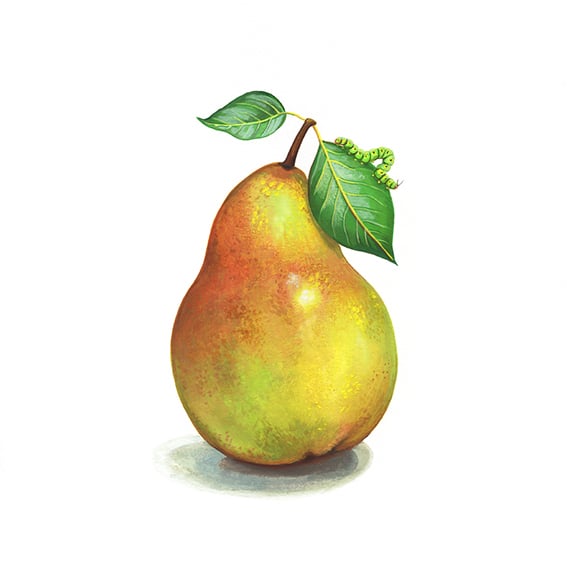 Libbi King Libbi_King_Pear_web