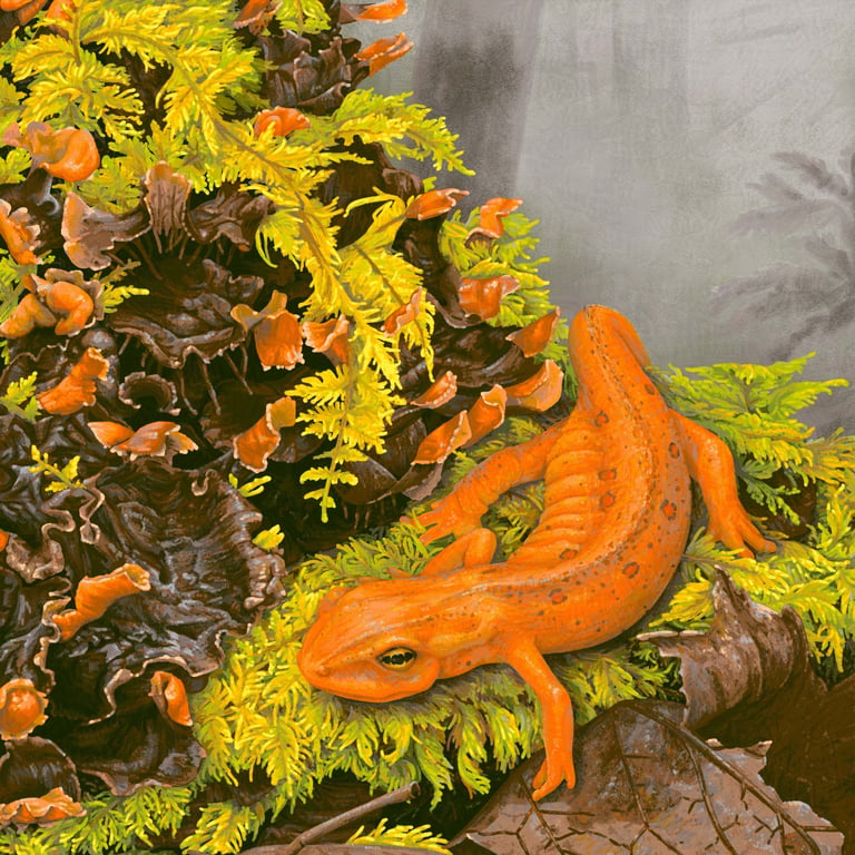 Ethan Roos Eft and Lichen
