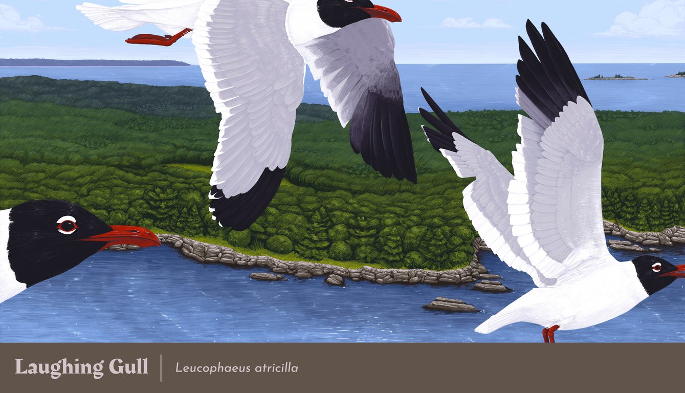 Ethan Roos Laughing Gulls