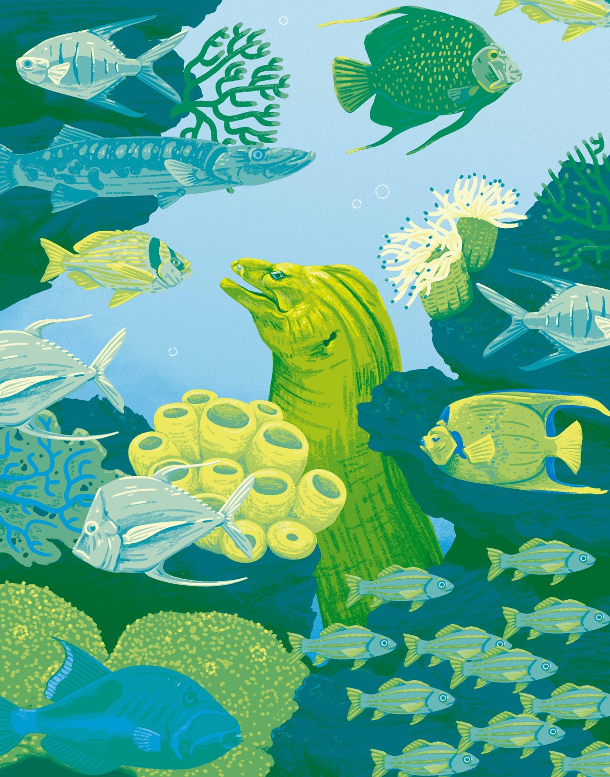 Ethan Roos Thomas the Eel