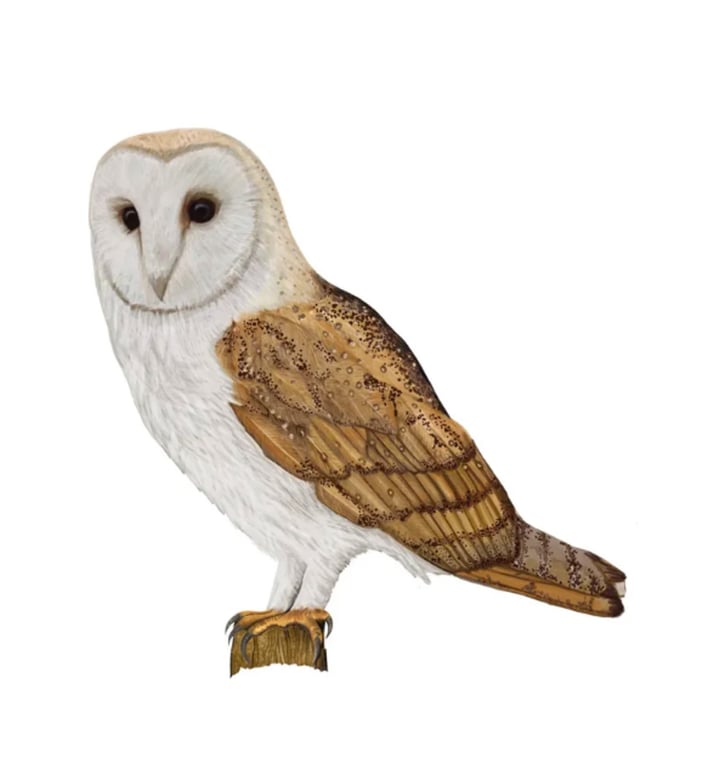 Cathy Whittall Barn Owl