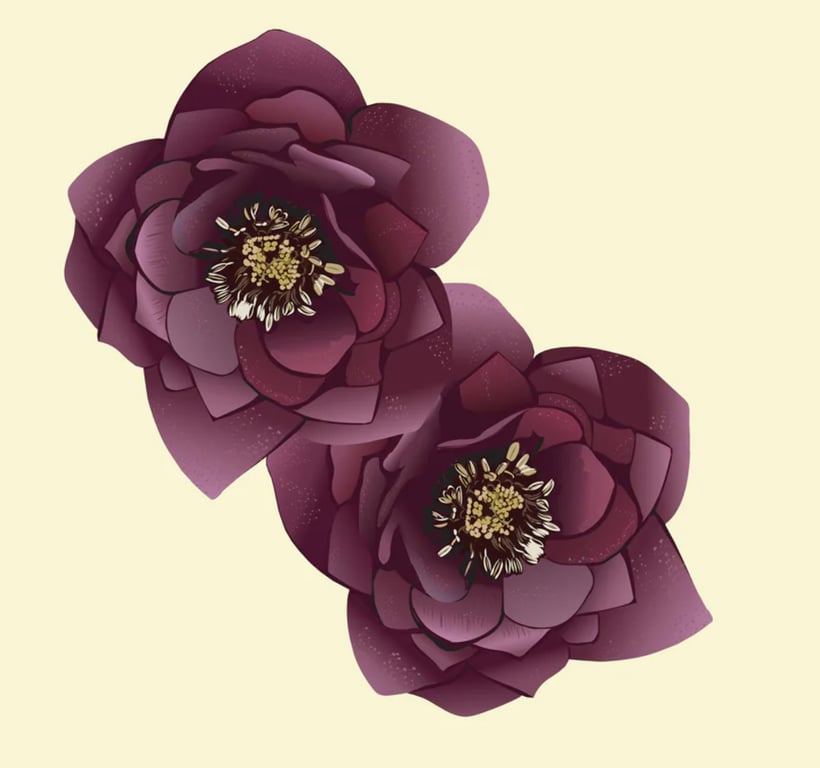 Cathy Whittall Hellebores