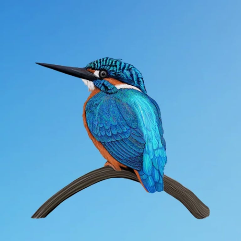 Cathy Whittall Kingfisher on Branch
